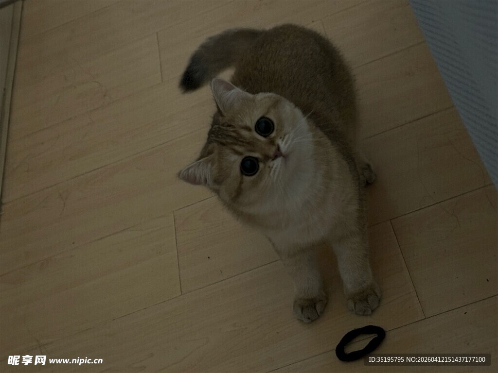 仰头猫咪与地上小物件