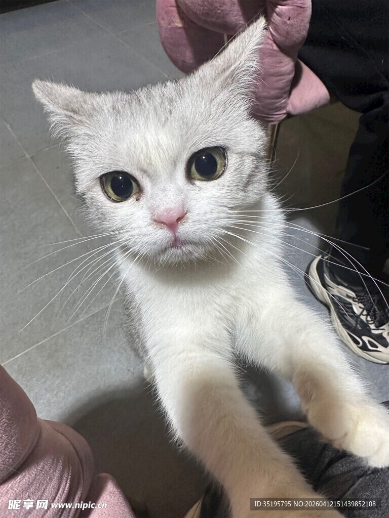 可爱小白猫被温柔捧起