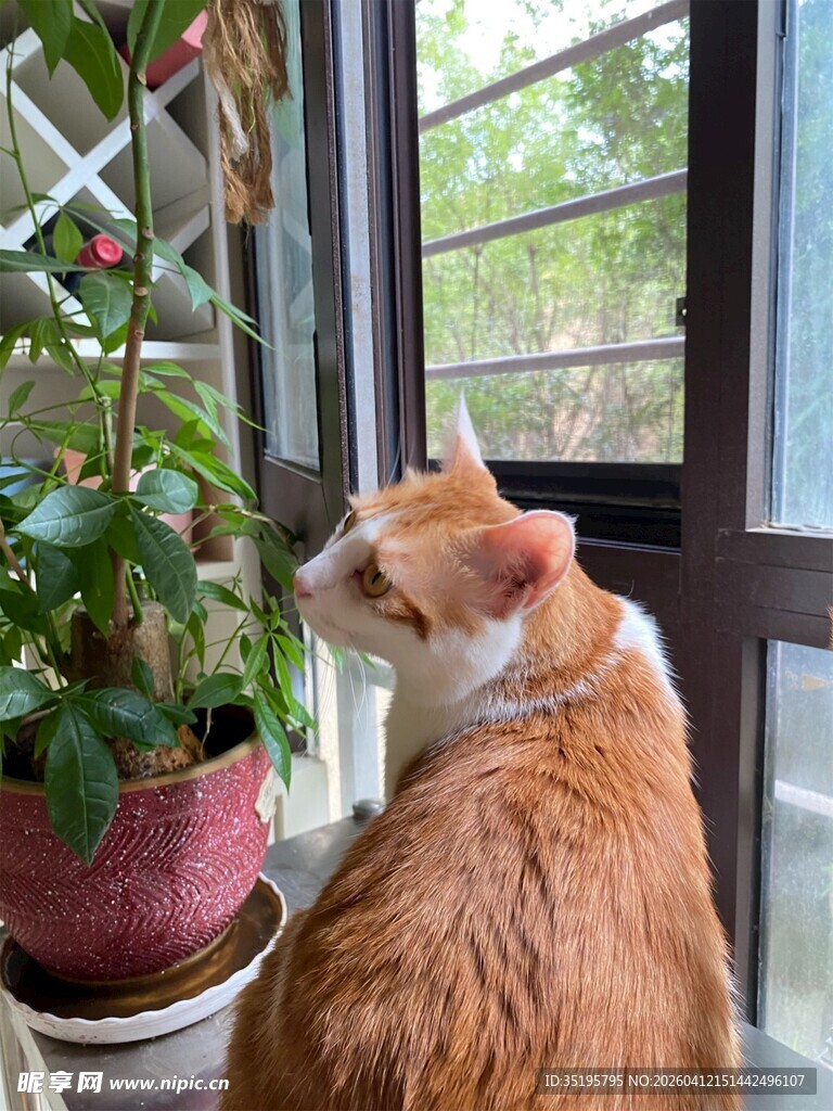 橘猫凝视窗边绿植