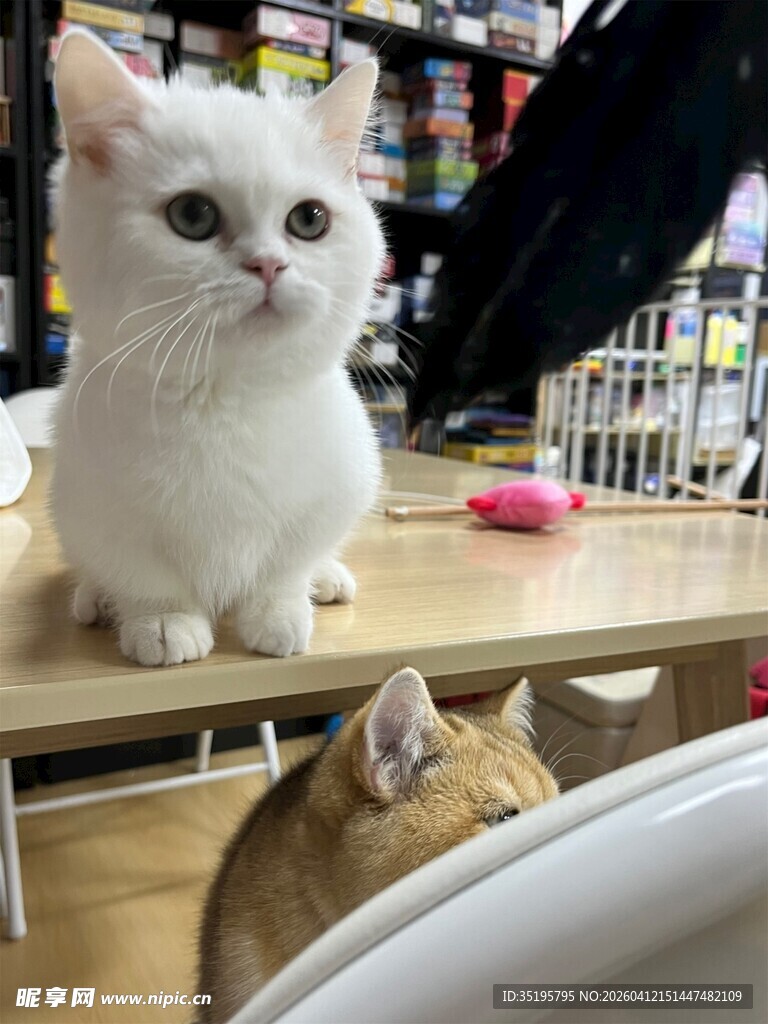 可爱白猫端坐宠物店内