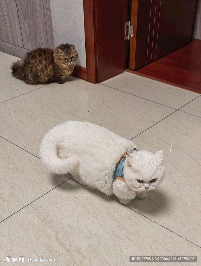 室内两猫姿态各异
