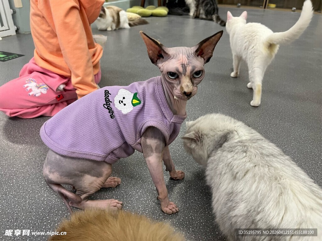 穿紫衣的无毛猫与伙伴们