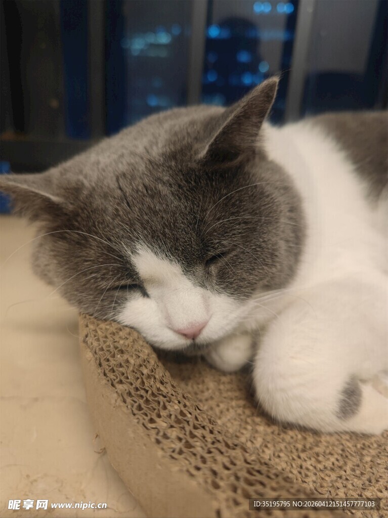 熟睡的灰白猫咪