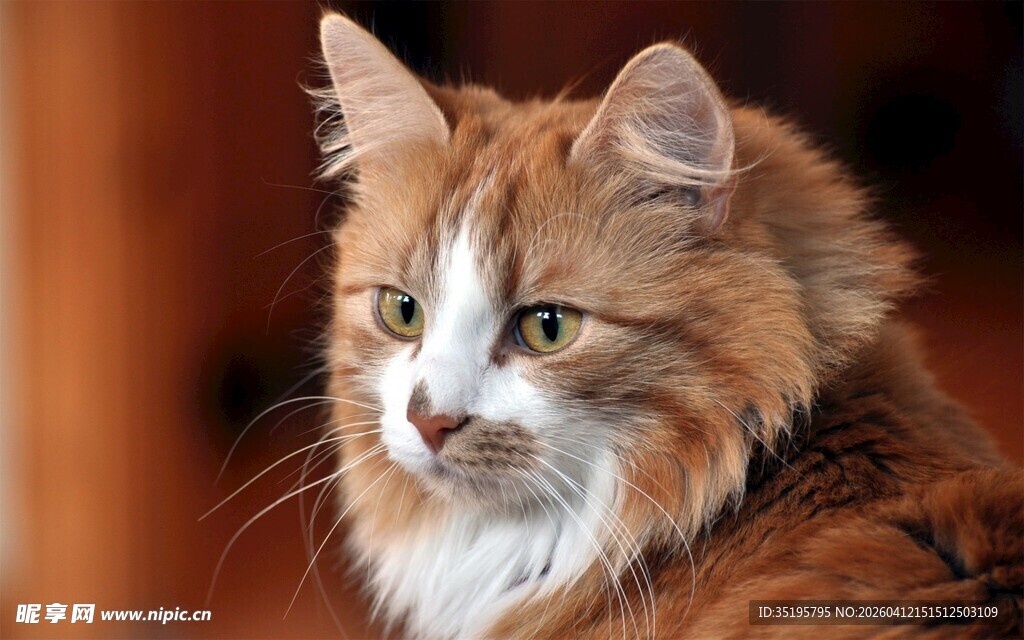 可爱长毛橘白猫咪