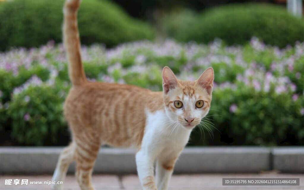户外漫步的橘白相间猫咪