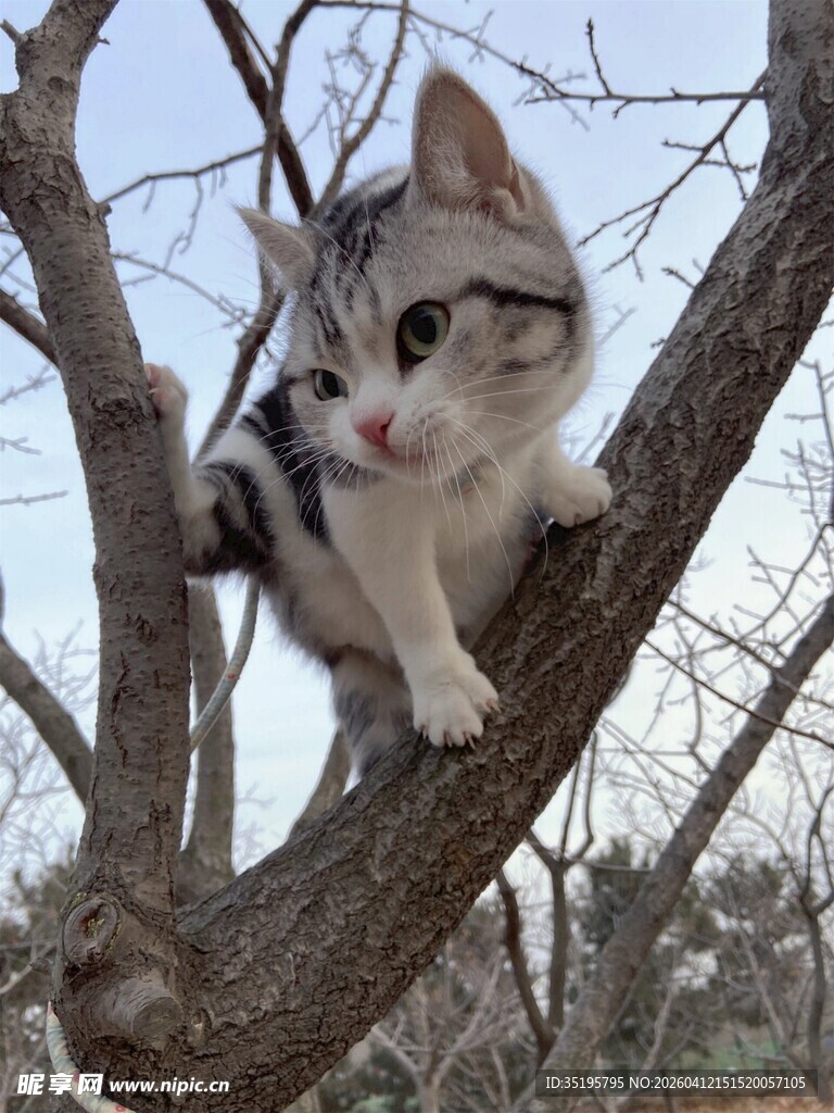 树上的可爱猫咪
