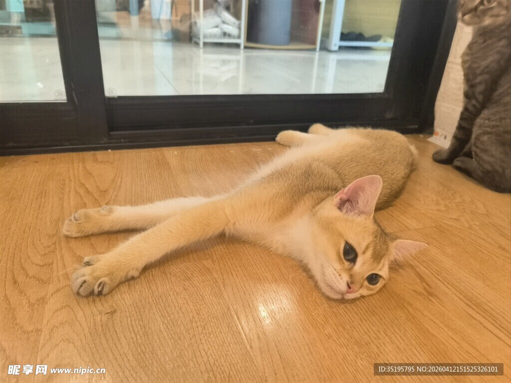 慵懒小猫惬意躺木地板
