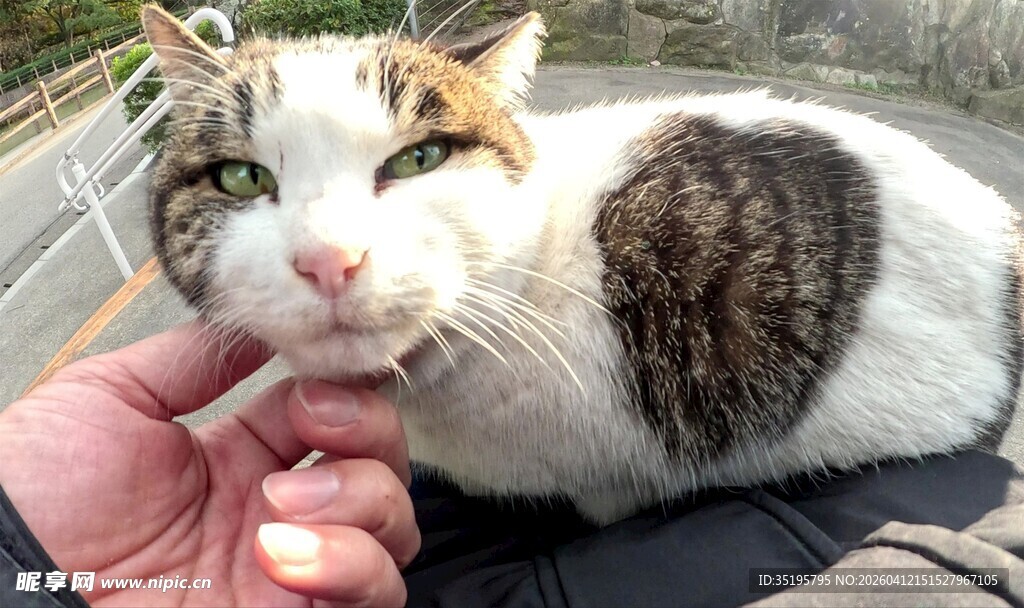 抚摸三色猫咪的温馨瞬间