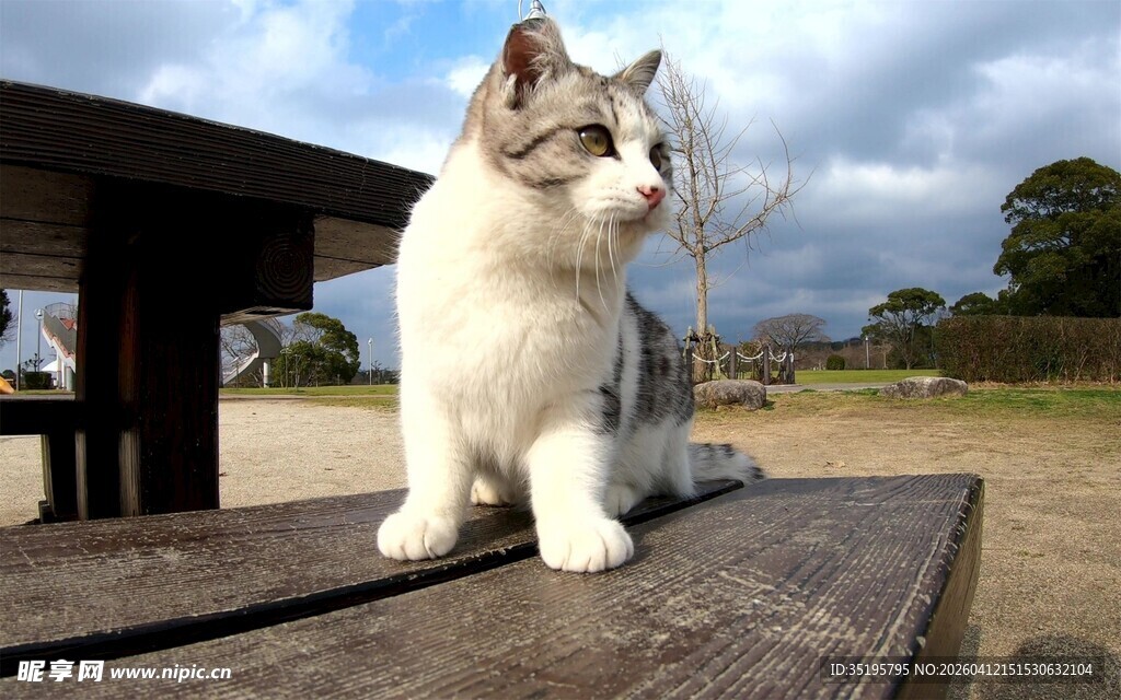 户外木台上的可爱猫咪