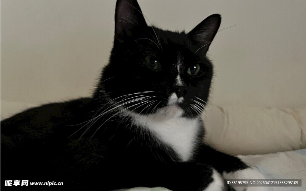 黑白猫咪安静趴卧