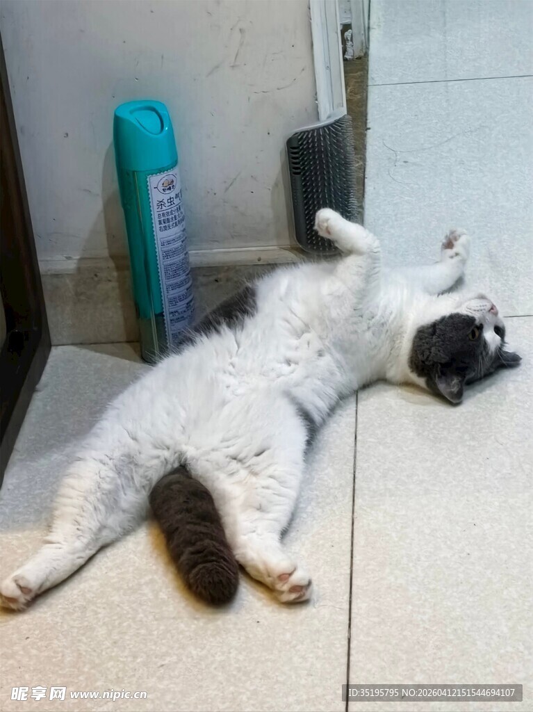 躺地卖萌的黑白猫咪