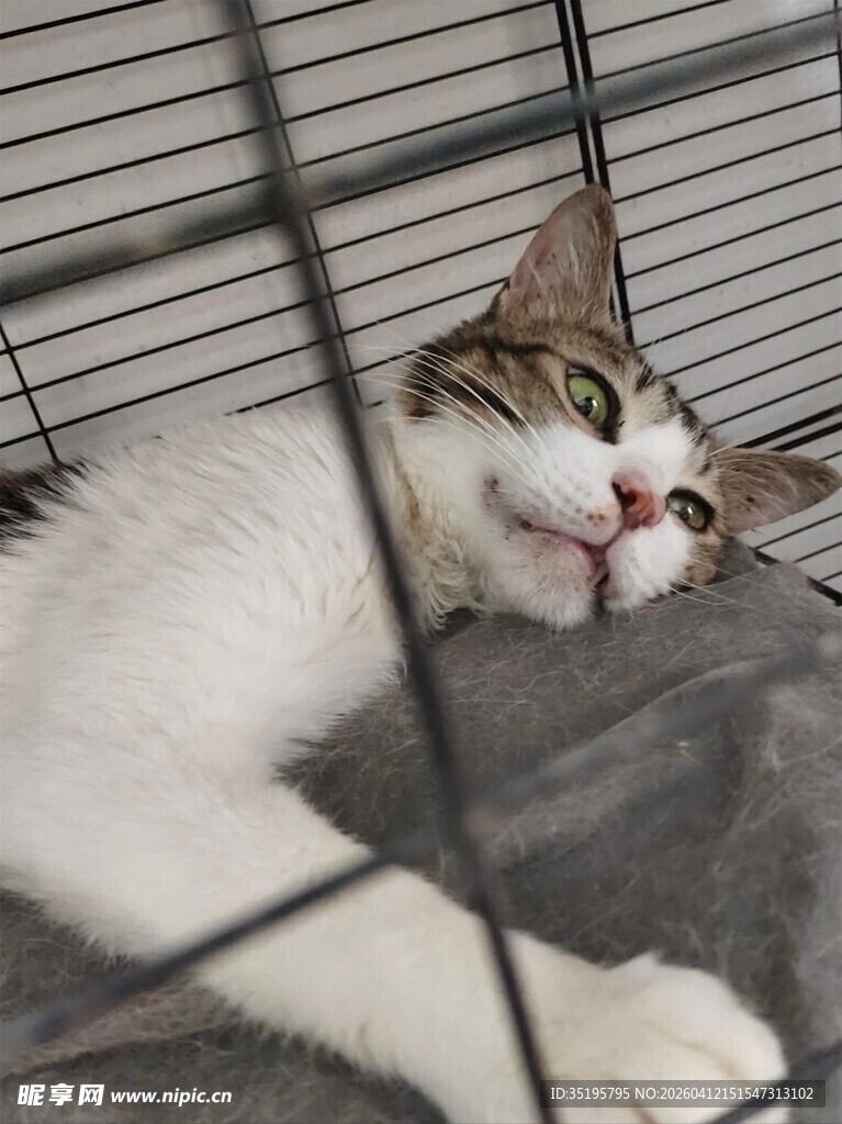 笼中猫咪惬意躺卧