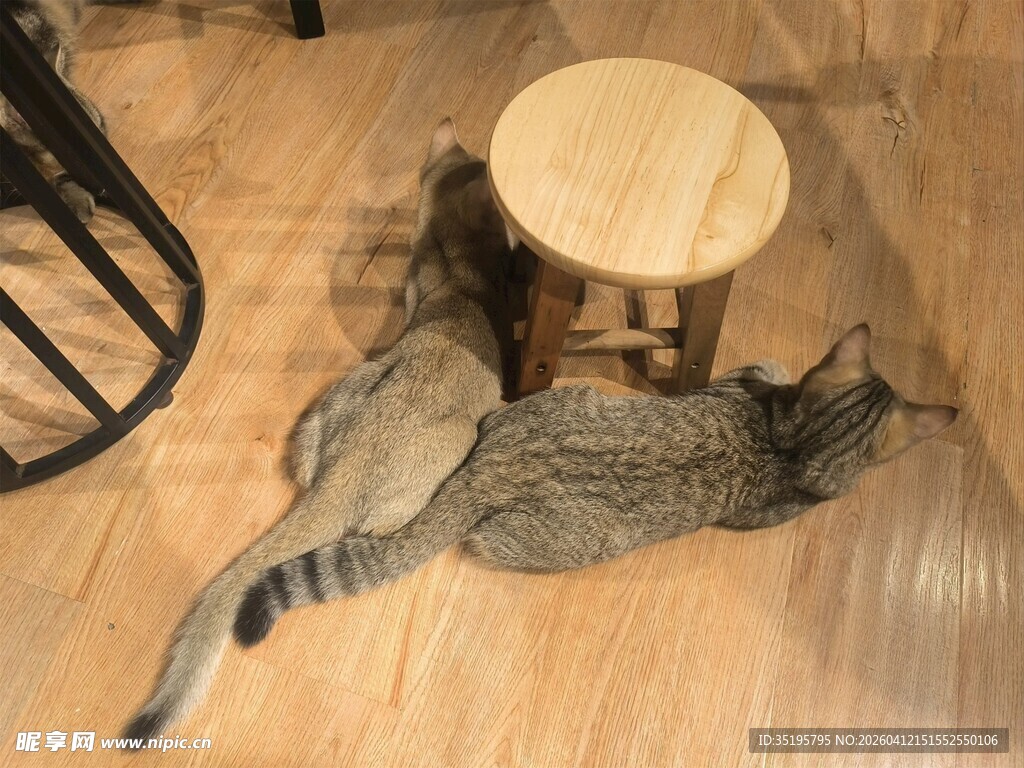 猫咪惬意躺于木桌旁地板