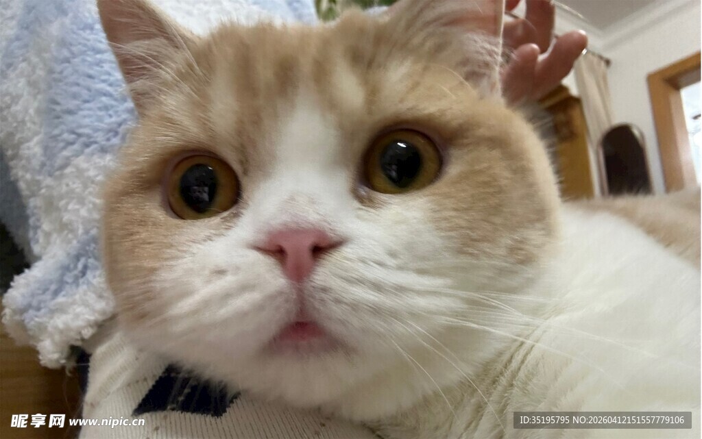 可爱猫咪瞪大眼睛萌态