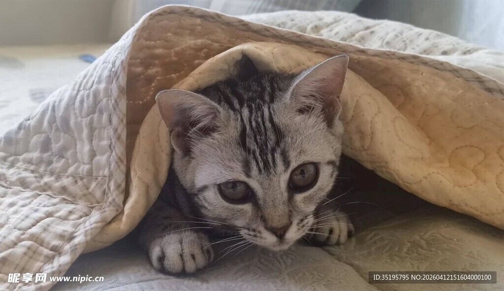 躲在毯子下的可爱猫咪
