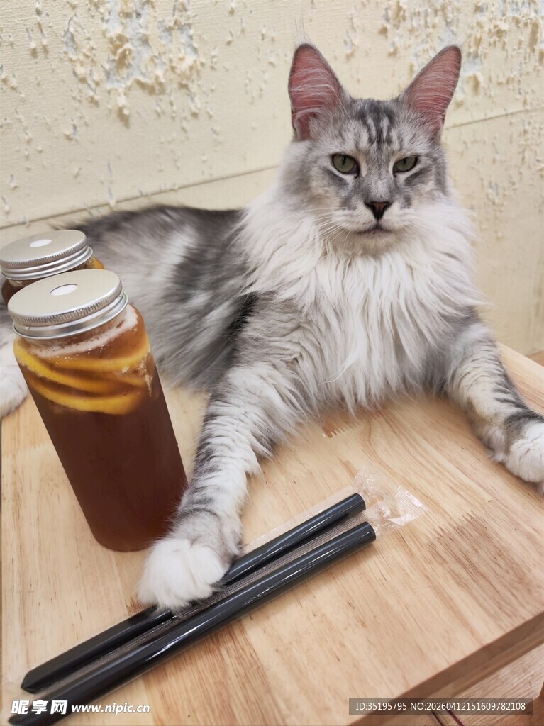 猫咪与桌上物品的温馨画面