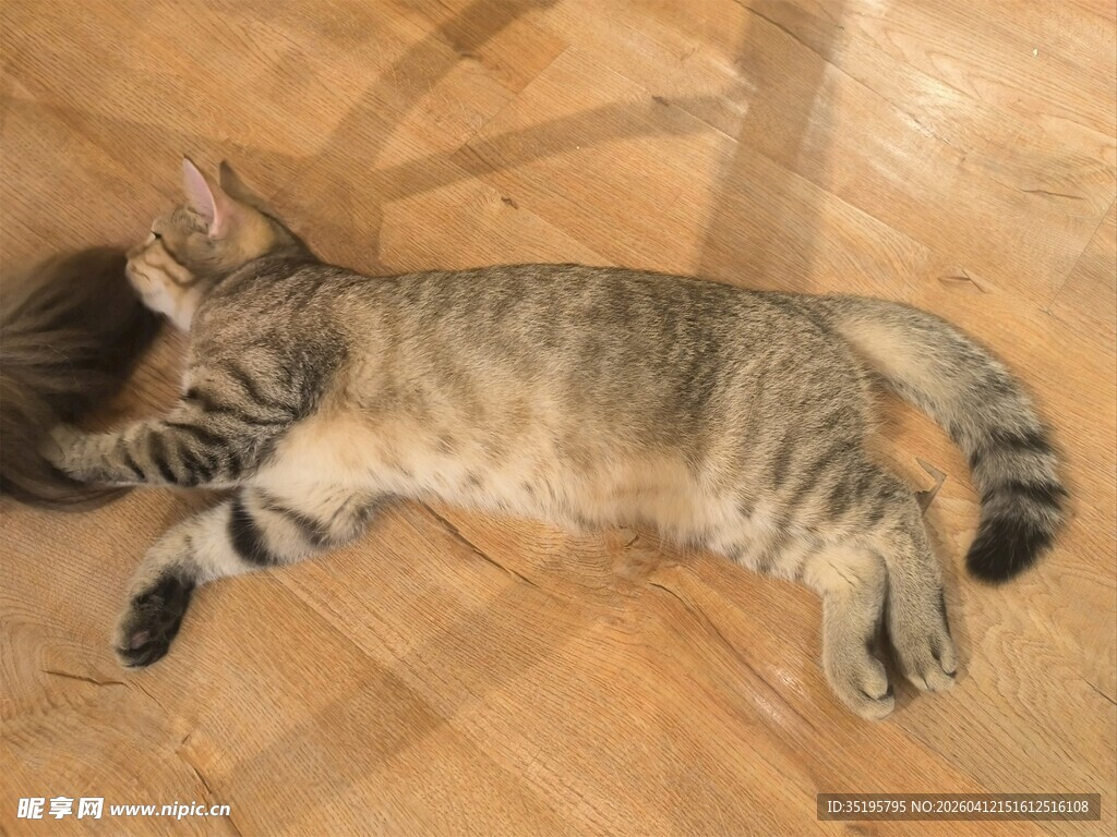 酣睡的条纹猫咪