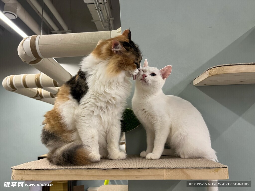 两只猫咪亲昵互动瞬间