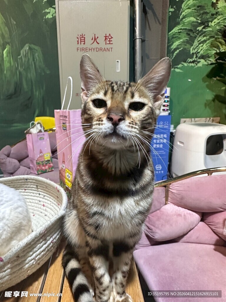 可爱猫咪置身温馨小窝