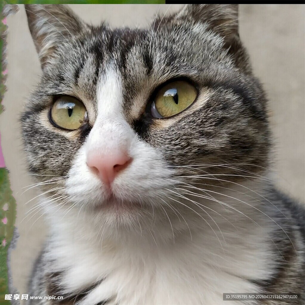 可爱灰白斑纹猫咪特写