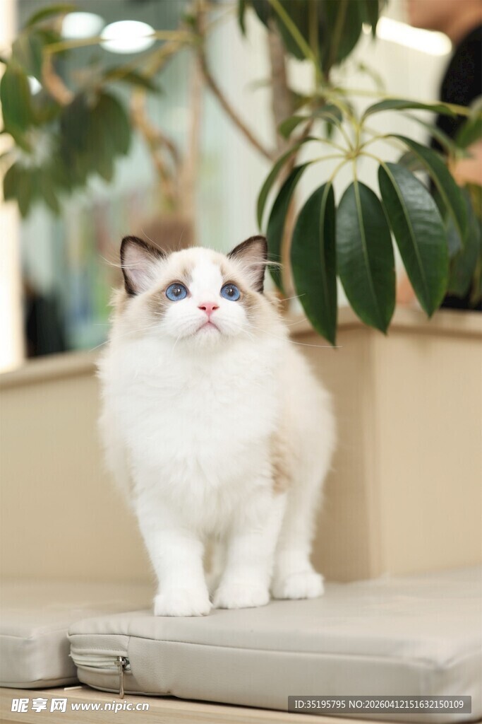 可爱布偶猫端坐室内