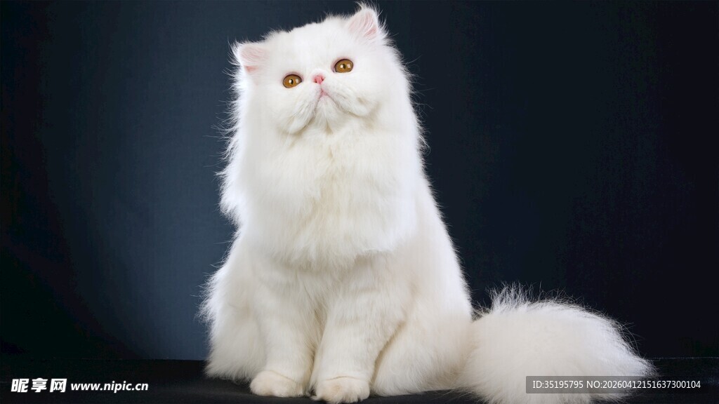 纯白波斯猫优雅端坐