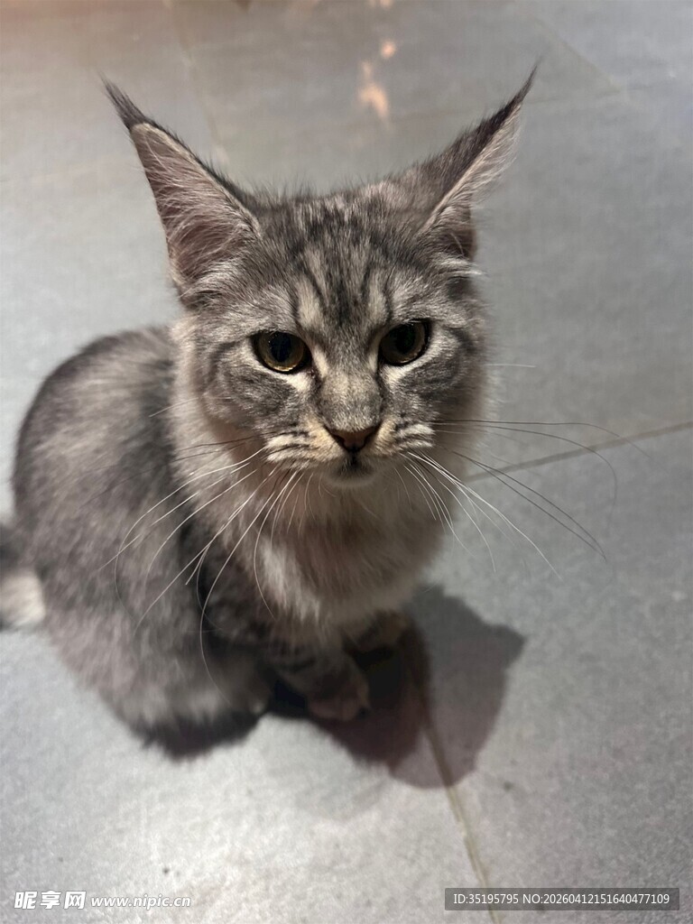 可爱长毛猫乖巧蹲坐