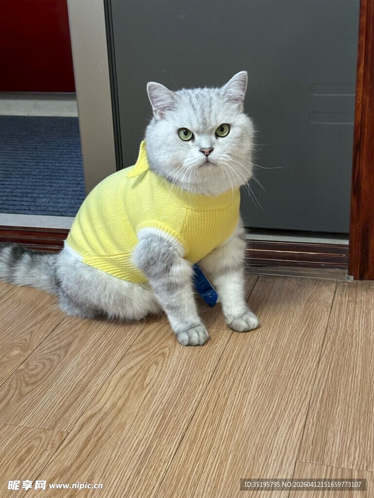 穿黄衣的可爱银渐层猫咪