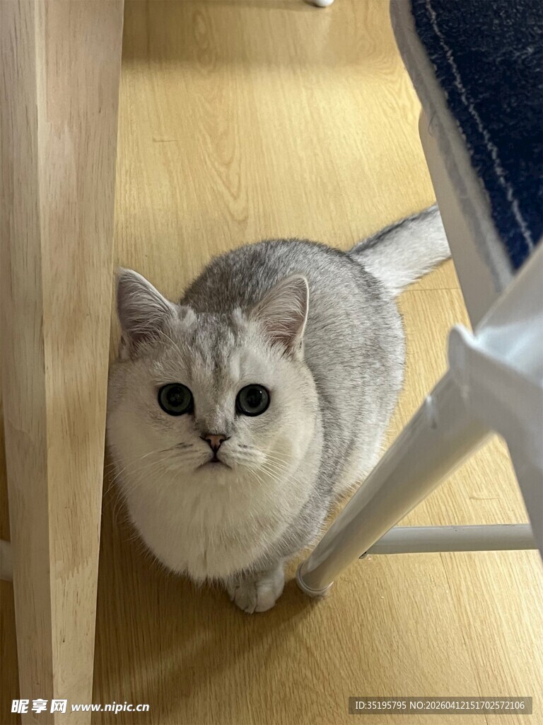 可爱银渐层猫咪蹲坐