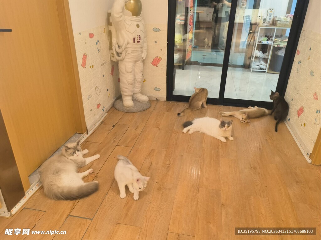 室内地板上悠闲的几只猫咪