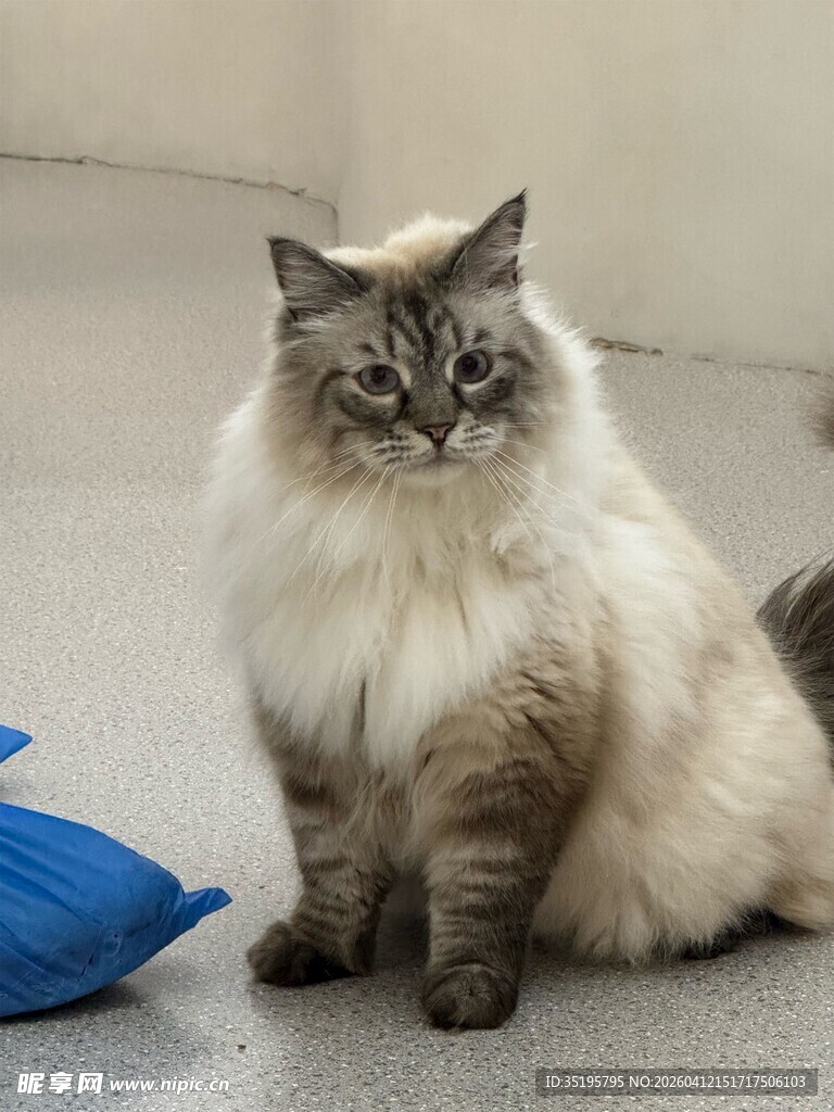 长毛猫咪静坐在蓝物旁