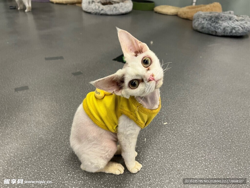 穿黄衣的无毛猫