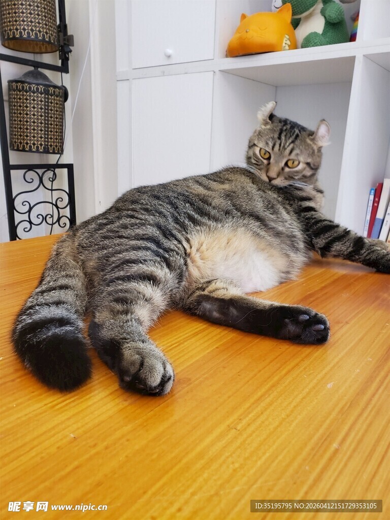 慵懒肥猫惬意躺木地板