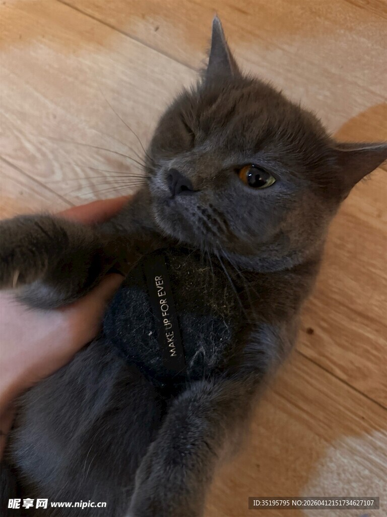 可爱灰猫被温柔抚摸