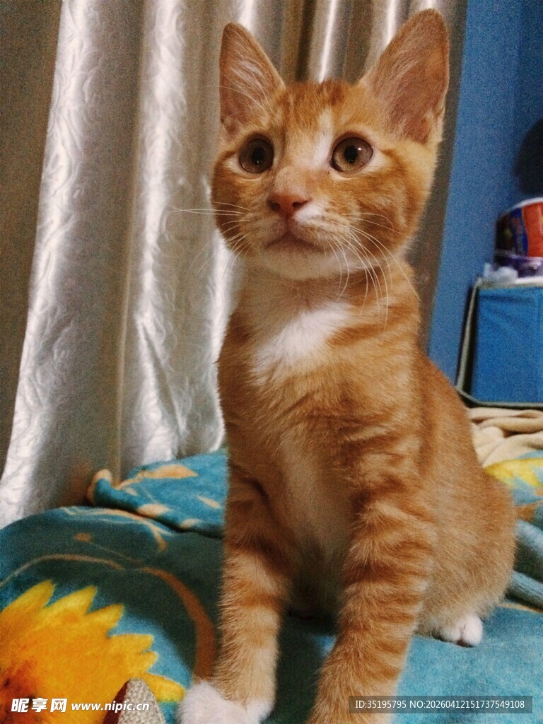 可爱小橘猫抬头望