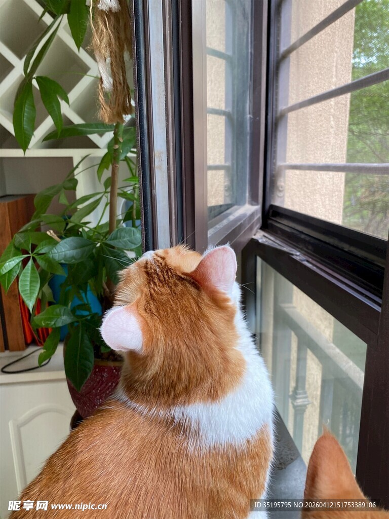 窗边橘猫好奇望向窗外