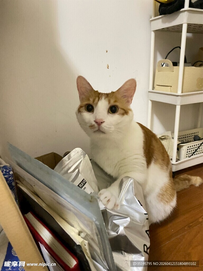 可爱猫咪坐于杂物旁
