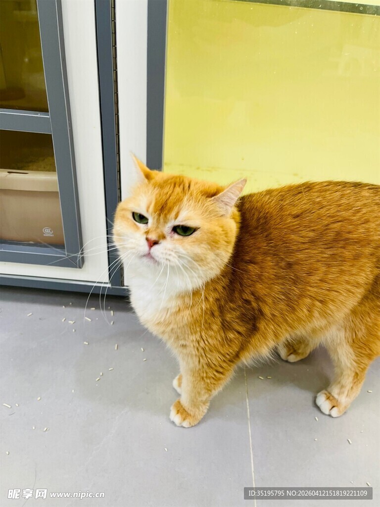 可爱橘猫站在室内门口