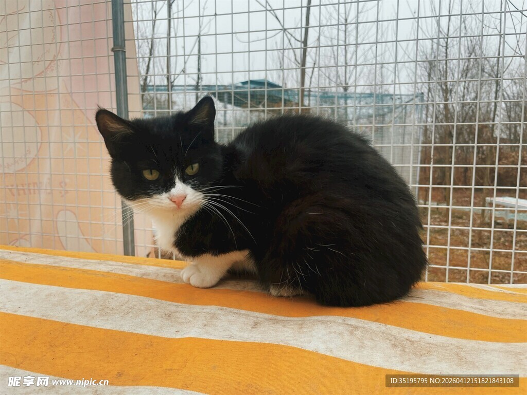 黑白猫咪静卧于条纹垫上