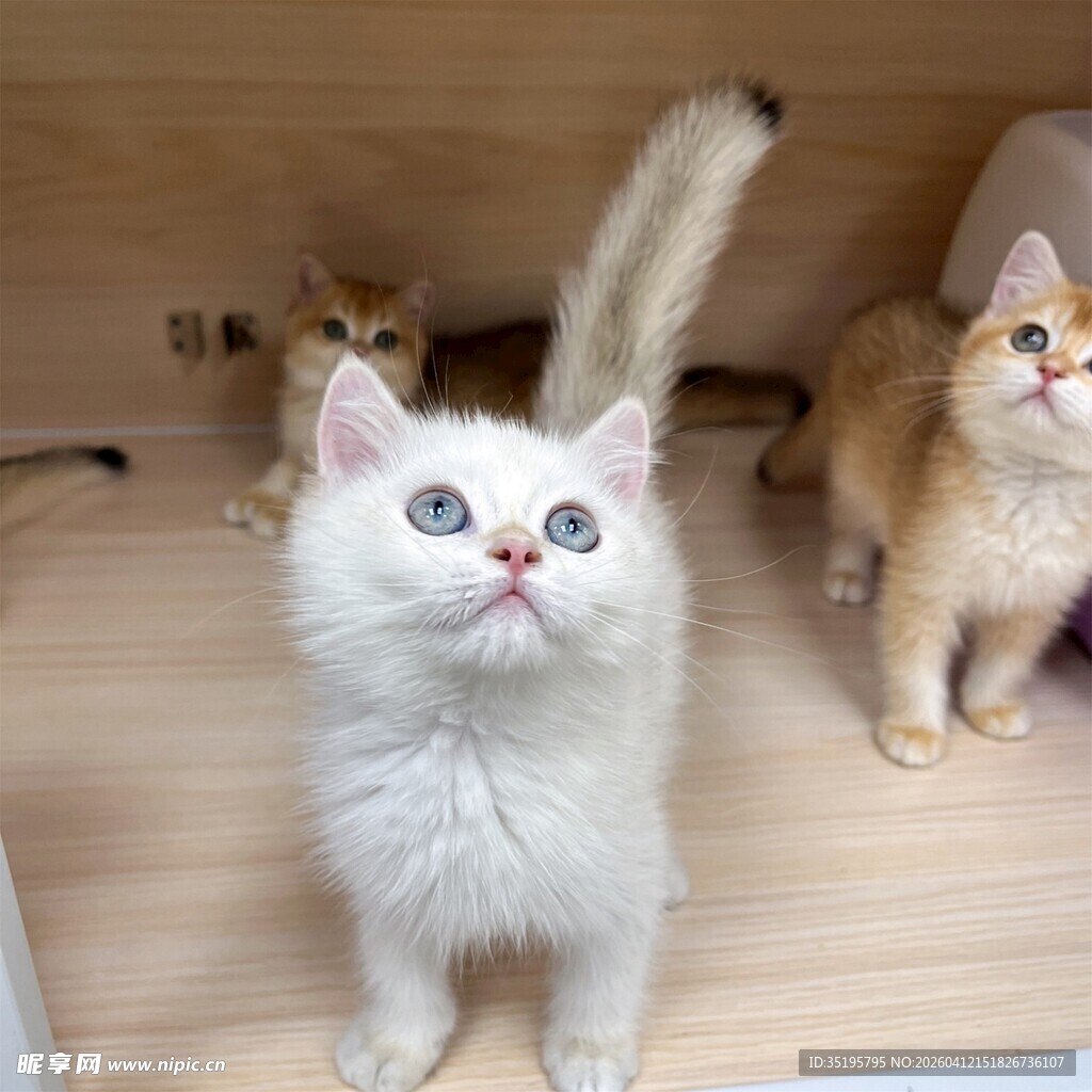 可爱猫咪齐聚展示萌态