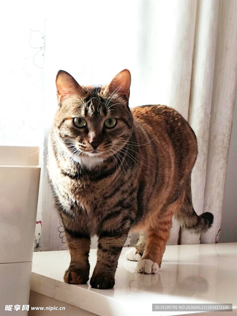 窗边可爱斑纹猫咪