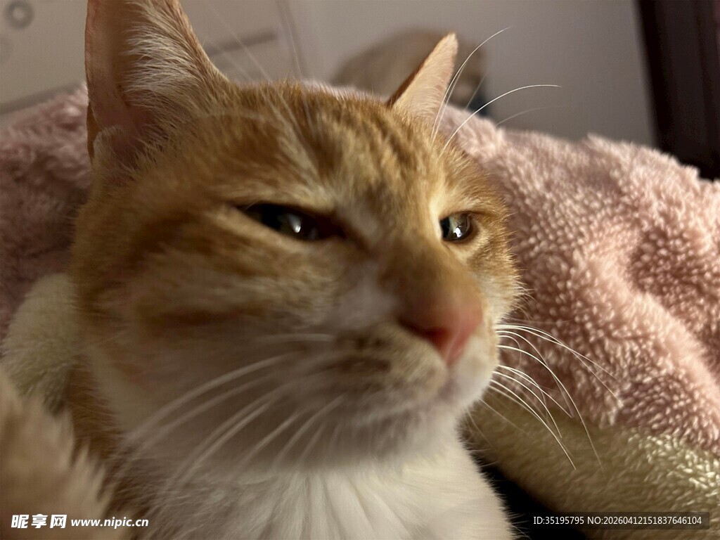 慵懒橘猫惬意躺卧