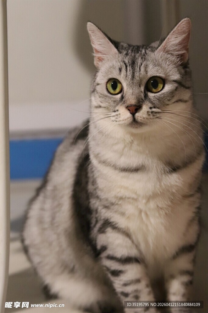 可爱条纹猫咪端坐