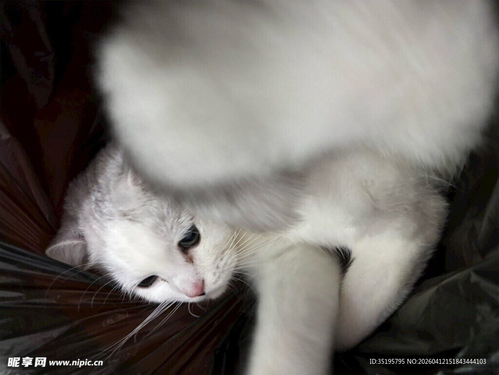 慵懒白猫躺椅上惬意模样