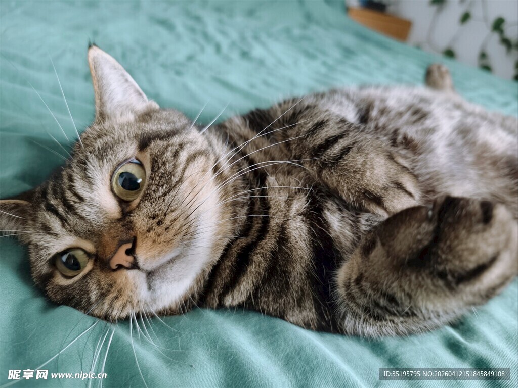 躺卧的斑纹猫咪