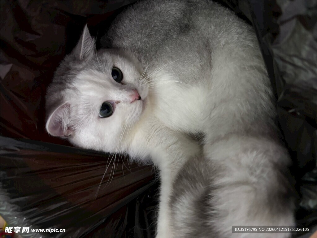 依偎的可爱猫咪