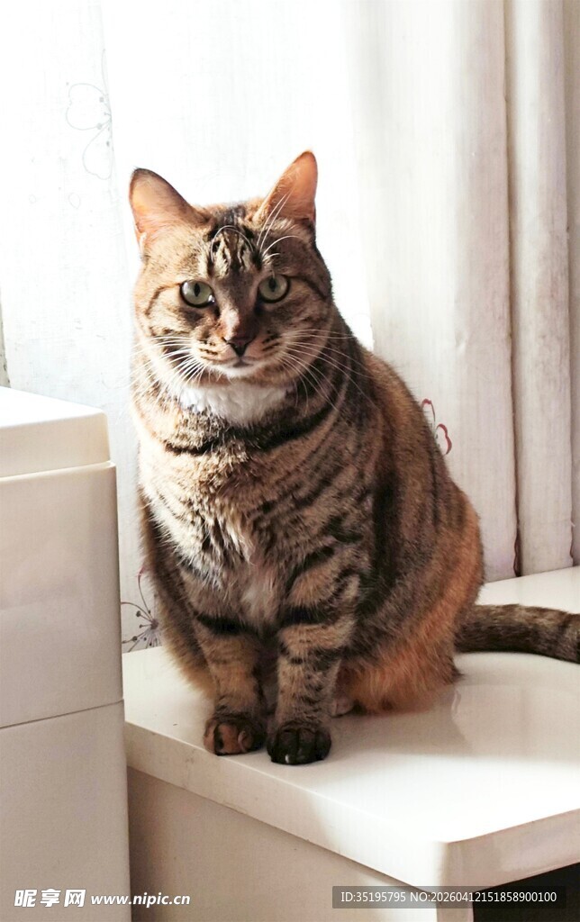 可爱猫咪端坐窗台