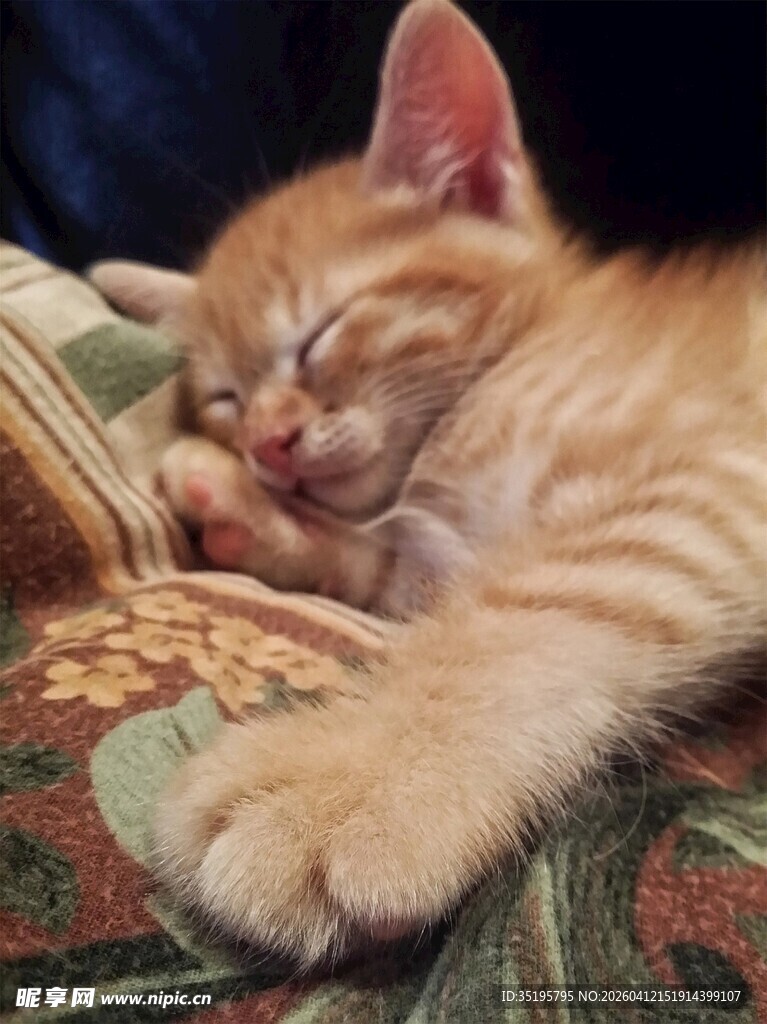 橘猫惬意熟睡瞬间