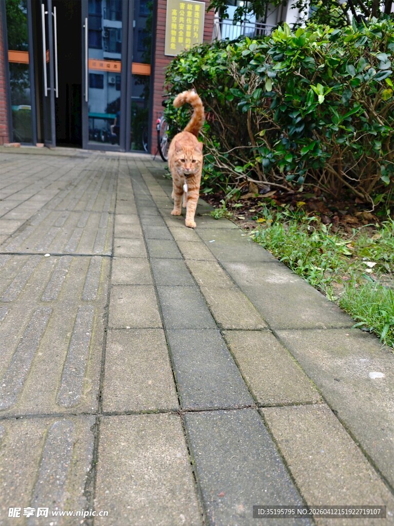 小橘猫漫步在砖石小道上