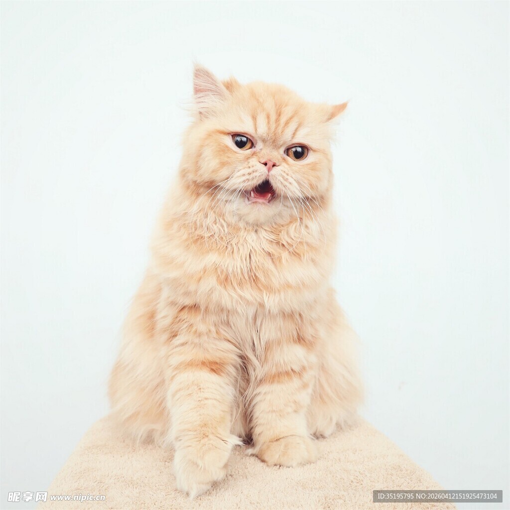 可爱橘色猫咪乖巧端坐